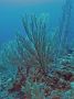 AmbergrisCaye05 - 021